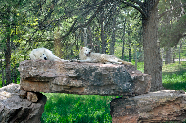 Arctic Wolves at Bear Country USA